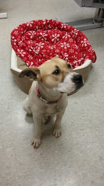 hopeful paws dog rescue